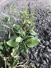 Plantago major