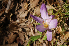 Colchicum lusitanum
