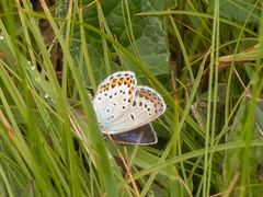 Plebejus subsolanus