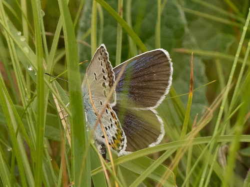 silver‐studded blue