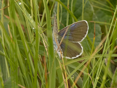 Plebejus subsolanus