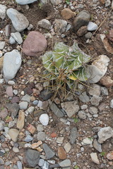 Astrophytum ornatum