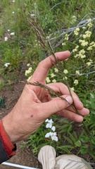 Bromus pumpellianus