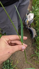 Bromus pumpellianus