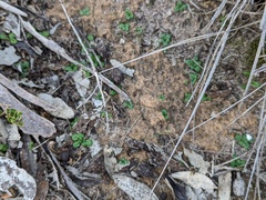 Pterostylis dolichochila