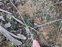 Pterostylis dolichochila