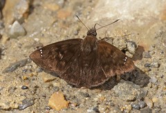 Nisoniades ephora
