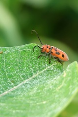 Tetraopes tetrophthalmus