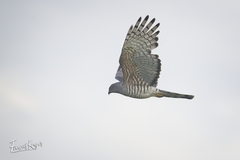 Aviceda cuculoides verreauxii