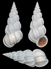 Epitonium pyramidale