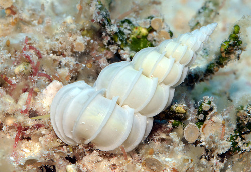 Epitonium pyramidale observed 2012-07-29