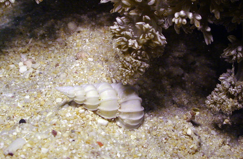 Epitonium pyramidale observed 2012-07-29