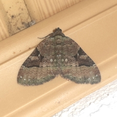 Xanthorhoe zenasaria