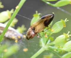 Stropenron hamata