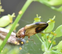 Stropenron hamata