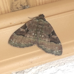 Xanthorhoe zenasaria