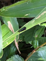 Mystacides sepulchralis