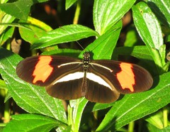 Heliconius erato phyllis