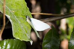 Dixeia charina