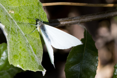 Dixeia charina