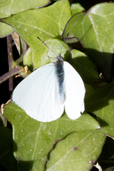 Dixeia charina