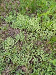 Sedum pallidum