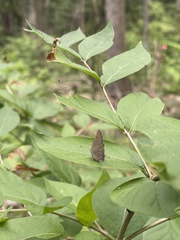 Satyrium caryaevorus