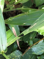 Mystacides sepulchralis