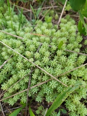 Sedum pallidum