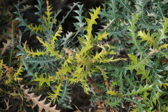Banksia armata armata