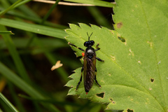 Dioctria cothurnata