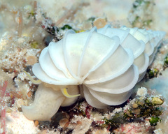 Epitonium pyramidale