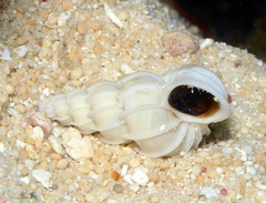 Epitonium pyramidale