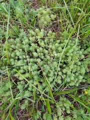 Sedum pallidum