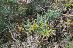 Banksia armata armata