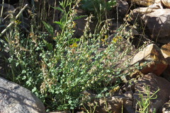 Crotalaria sphaerocarpa