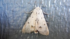 Acronicta vulpina