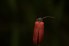 Pyropterus nigroruber