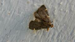 Hypsopygia thymetusalis