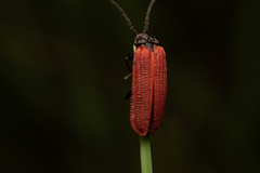 Pyropterus nigroruber