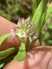 Polygala cruciata