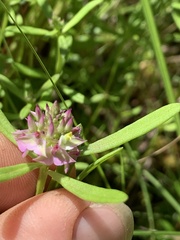 Polygala cruciata