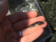 Myoxocephalus aenaeus