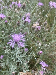 Centaurea stoebe