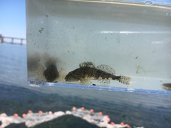 Myoxocephalus aenaeus