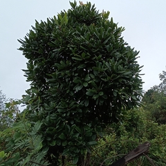 Daphniphyllum neilgherrense