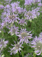 Monarda fistulosa