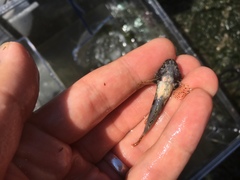 Myoxocephalus aenaeus