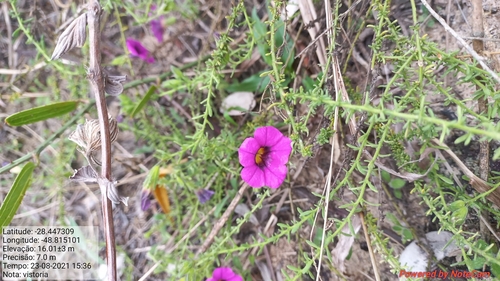 Calibrachoa heterophylla (Calibrachoa heterophylla)