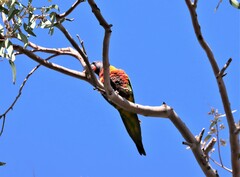 Trichoglossus moluccanus moluccanus